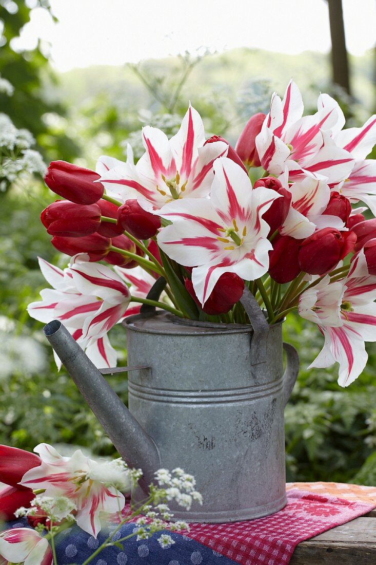 A bunch of tulips in zinc watering can in a garden