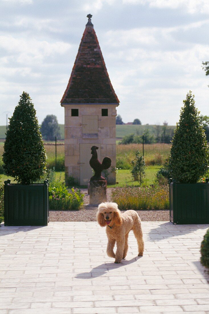 Hund läuft Zeichnung