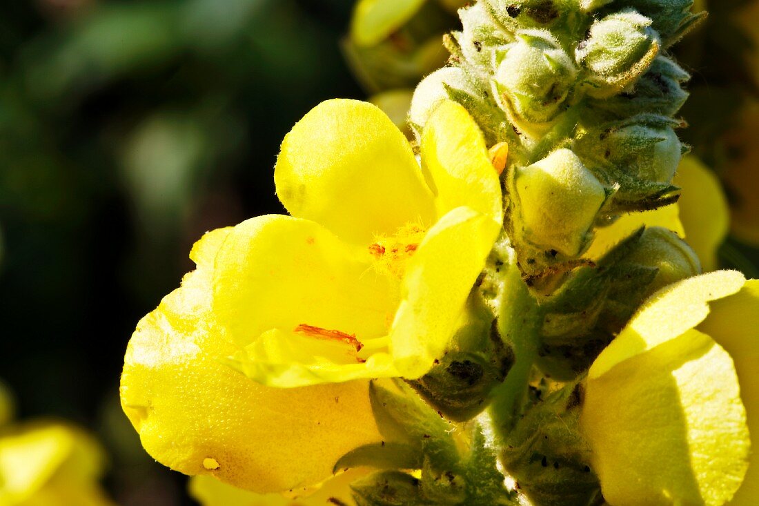 Blüten & Knospen einer gelben Königskerze (Verbascum)