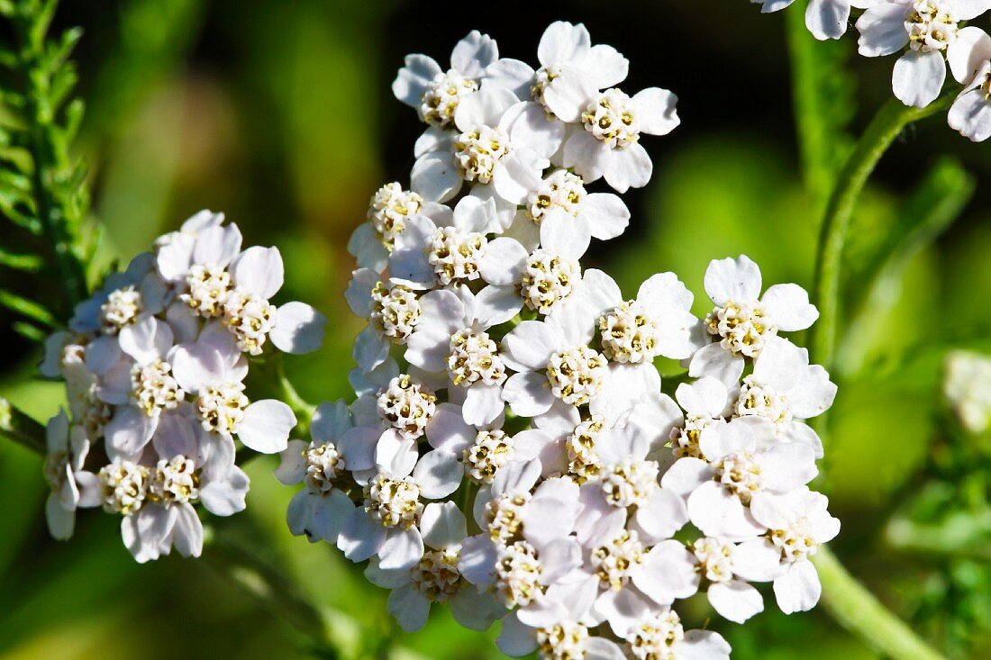 Blühende Schafgarbe (Achillea Millefolium)