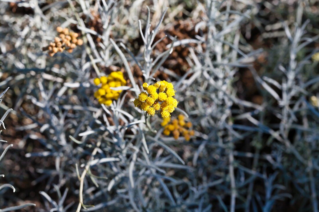 Blühendes Currykraut (Helichrysum Italicum)