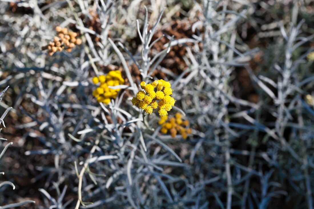 Flowering curry plant (Helichrysum Italicum)