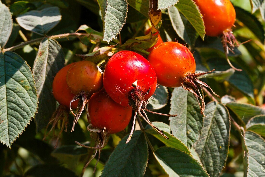 Rose hips on the bush