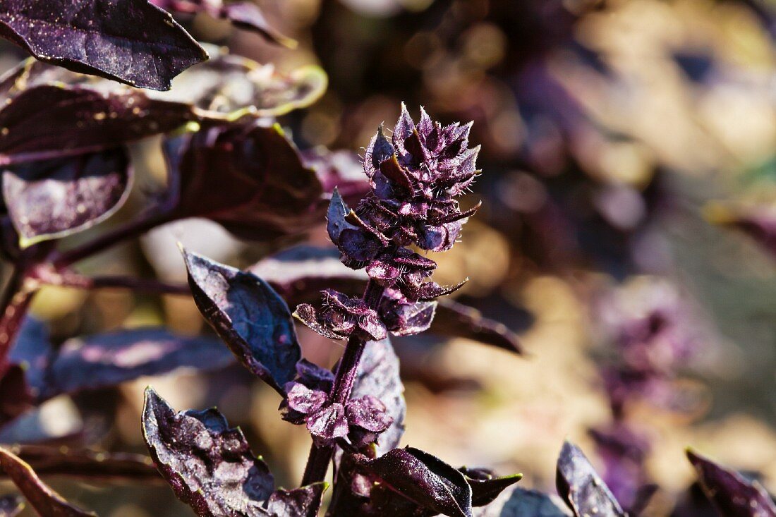 Red basil growing outside (Ocimum Basilicum)