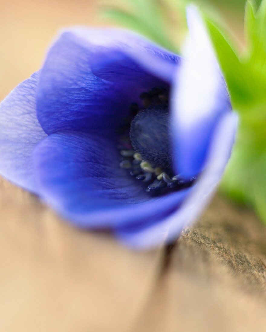 Eine blaue Anemonenblüte (Nahaufnahme)