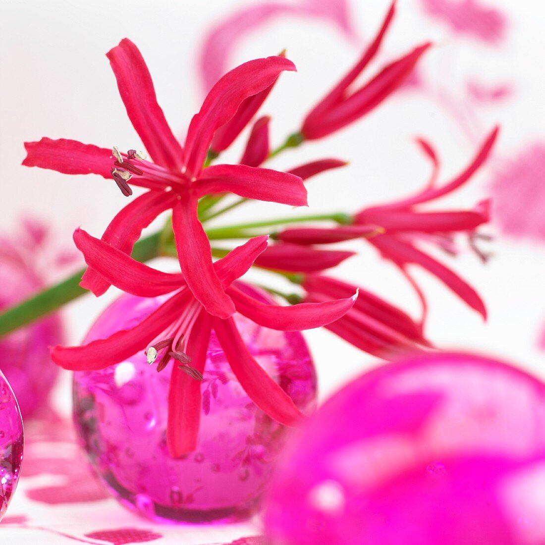 Rote Nerinenblüten (Nerine Elegance) & rosa Glaskugeln