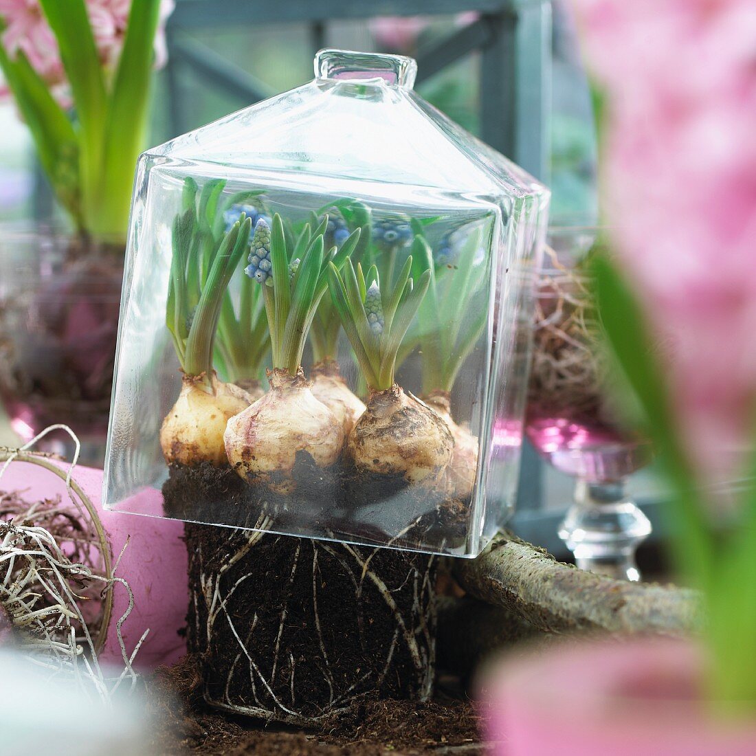 Grape hyacinths under a glass cloche