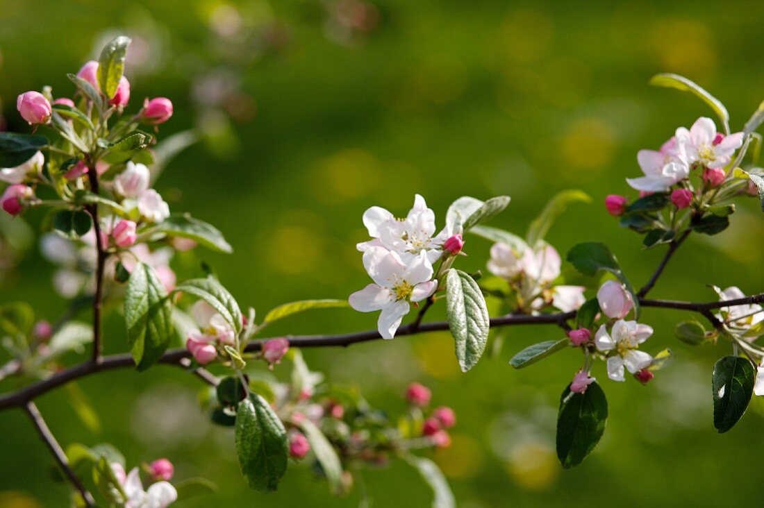 Apfelblüten am Baum
