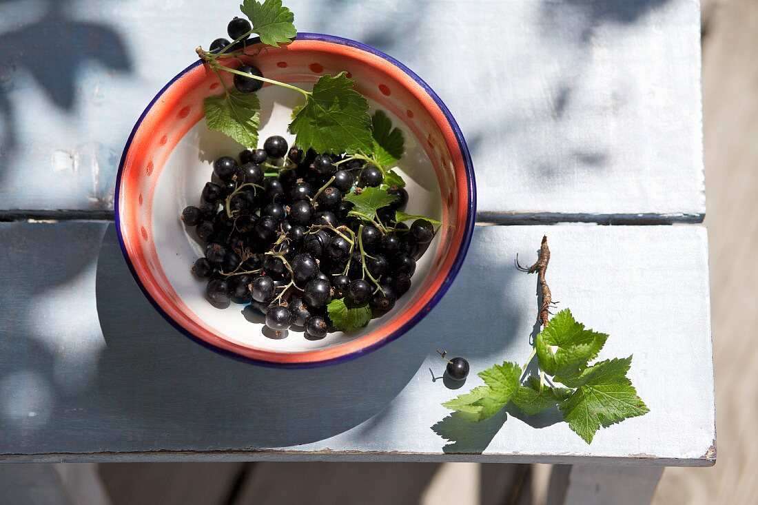 Frisch gepflückte schwarze Johannisbeeren in Schale