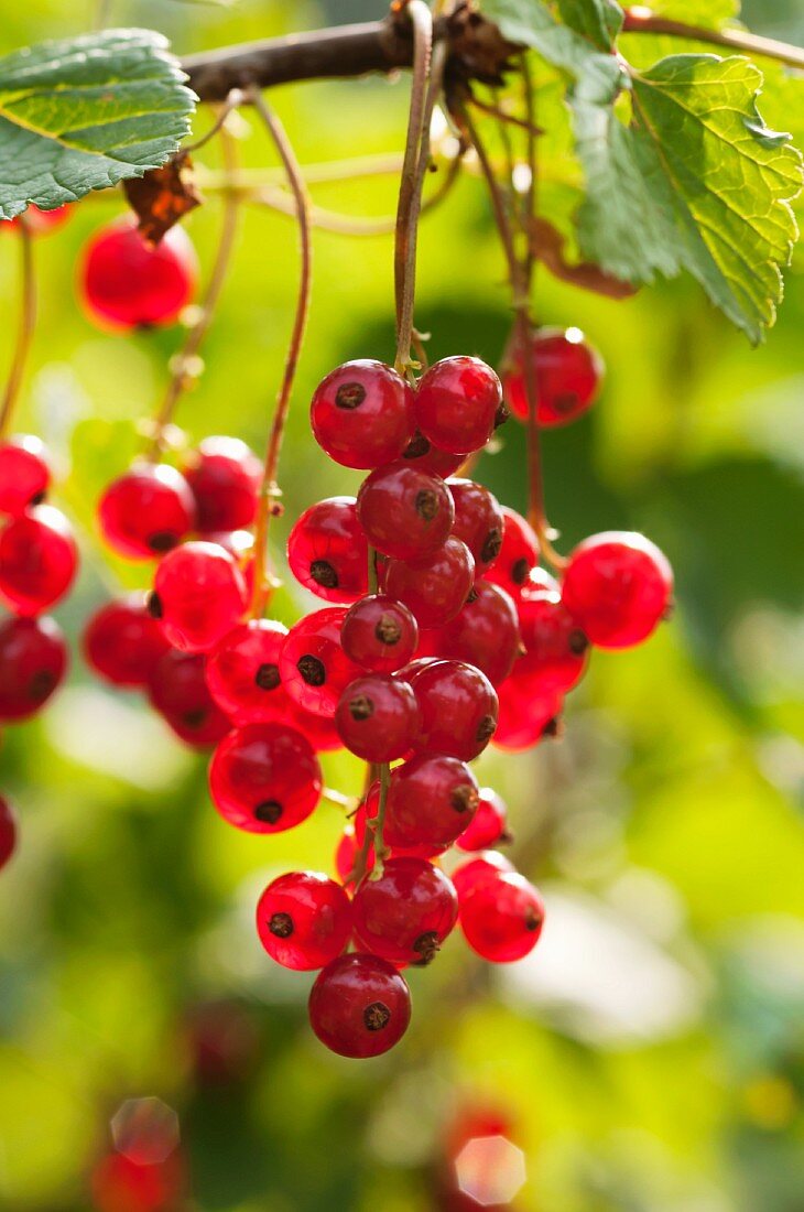 Redcurrants on the bush