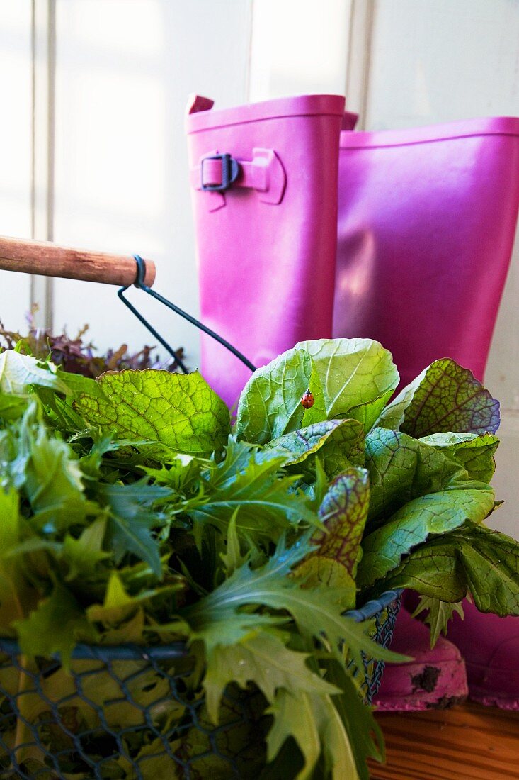 Various types of lettuce in a wire basket