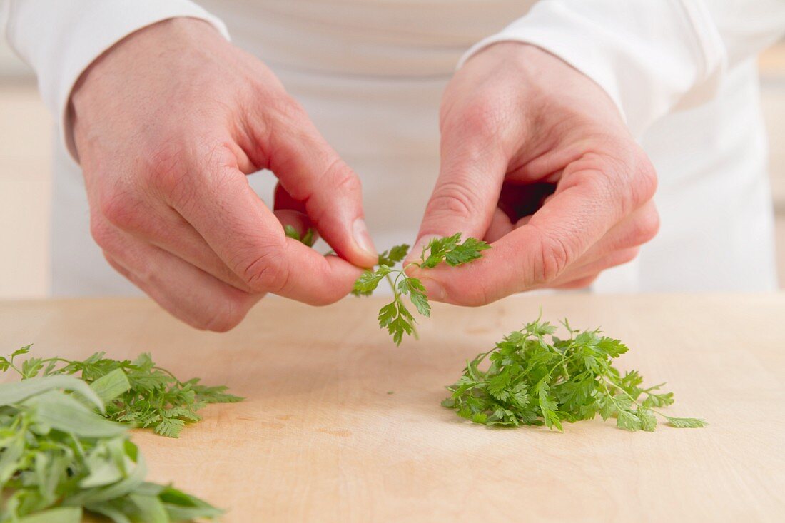 Chervil leaves being torn off the stem