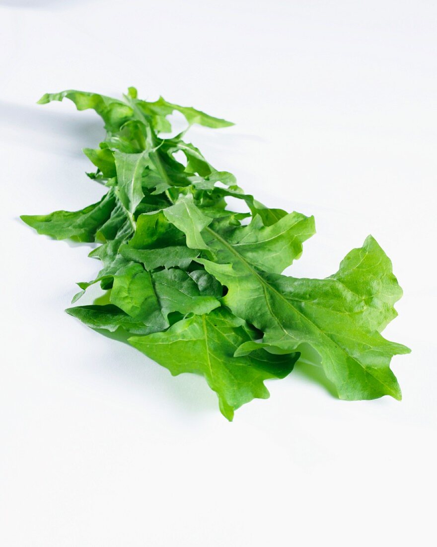 Chicory leaves (cichorium intybus)