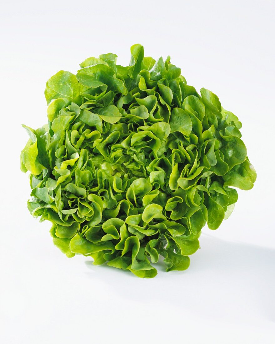 Salatkopf (Lactuca Sativa Var. Foliosa)