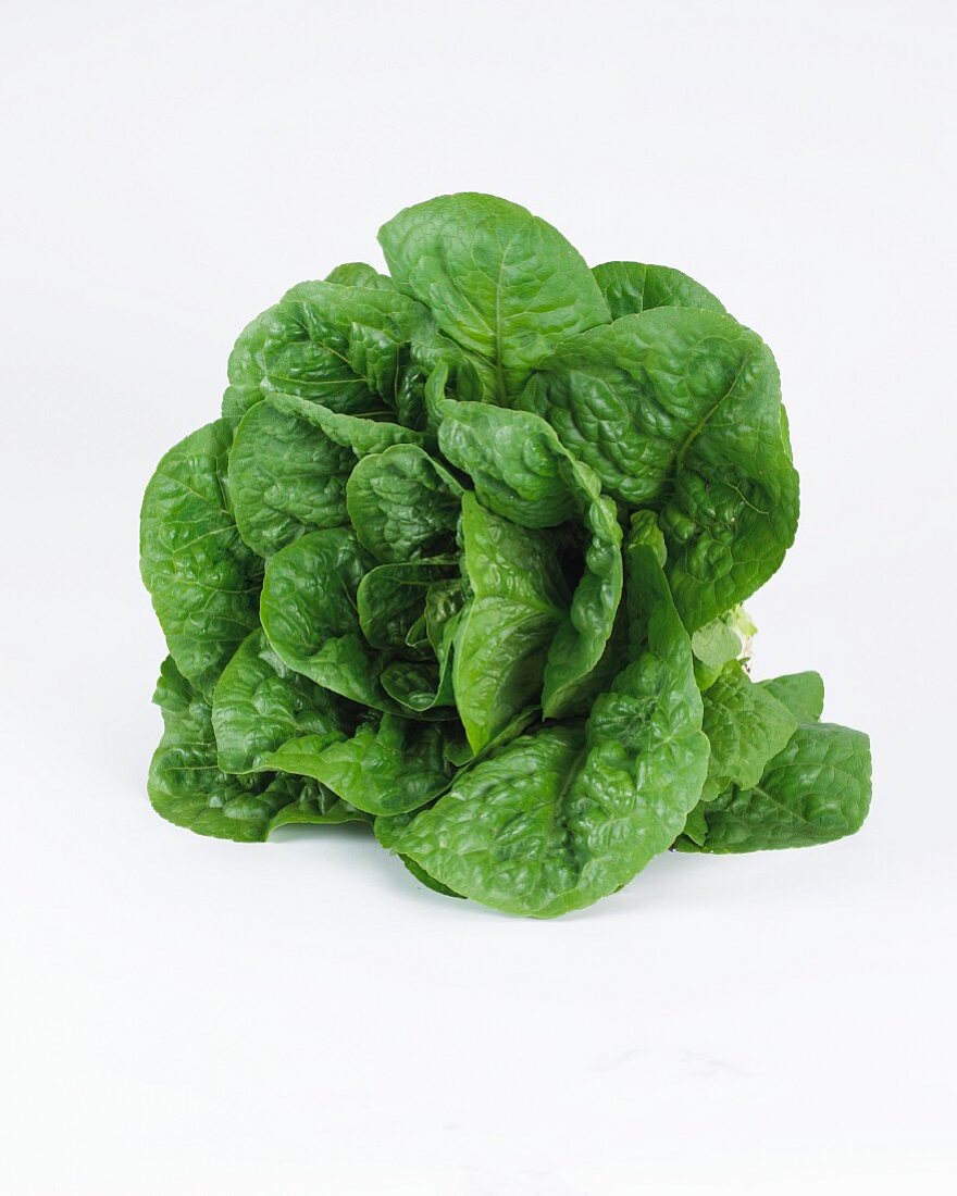 Lettuce (lactuca sativa)