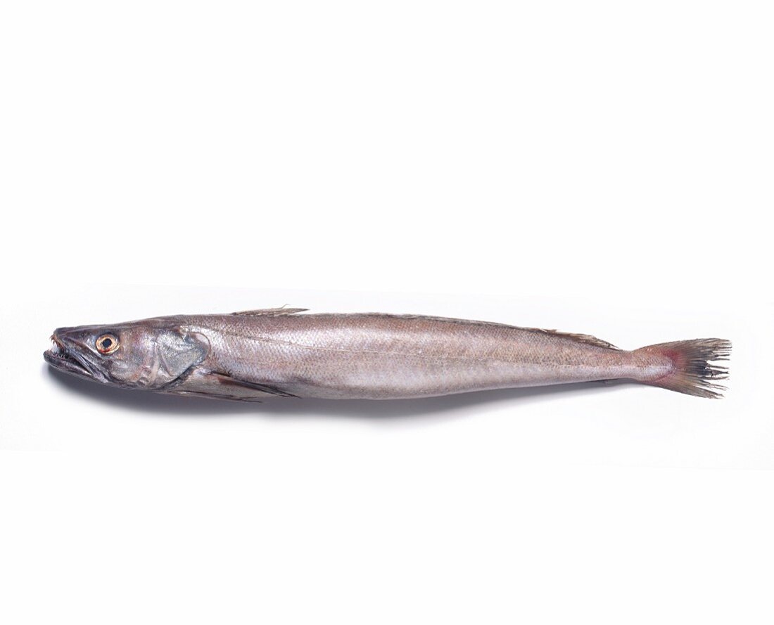 A whiting against a white background