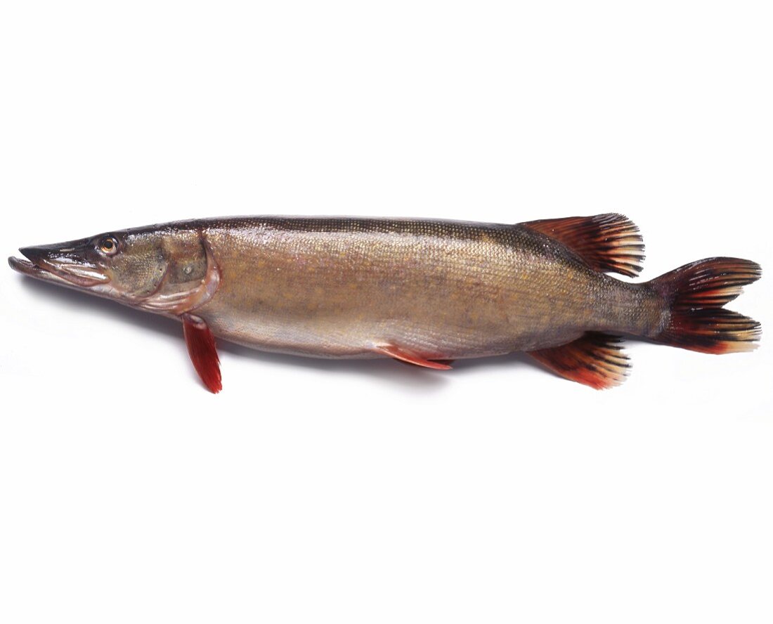 A hake on a white surface