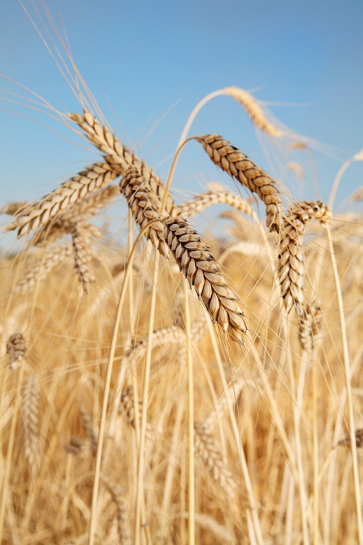 Light emmer wheat (ears in a field)