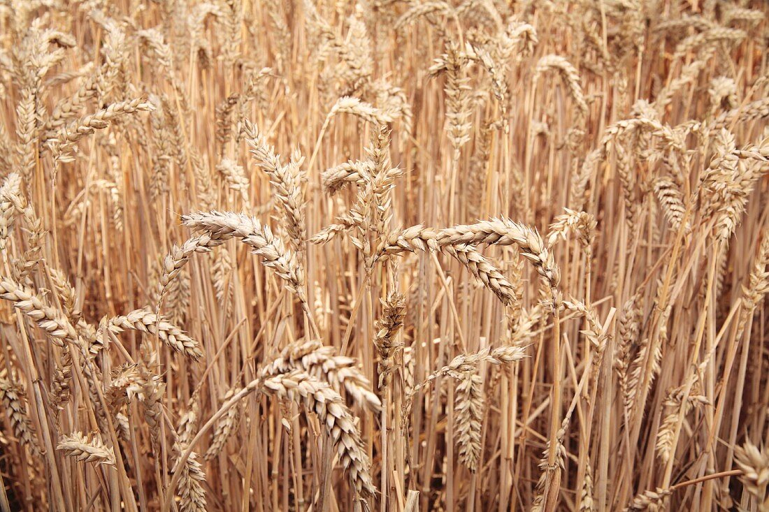 Winter wheat in a field