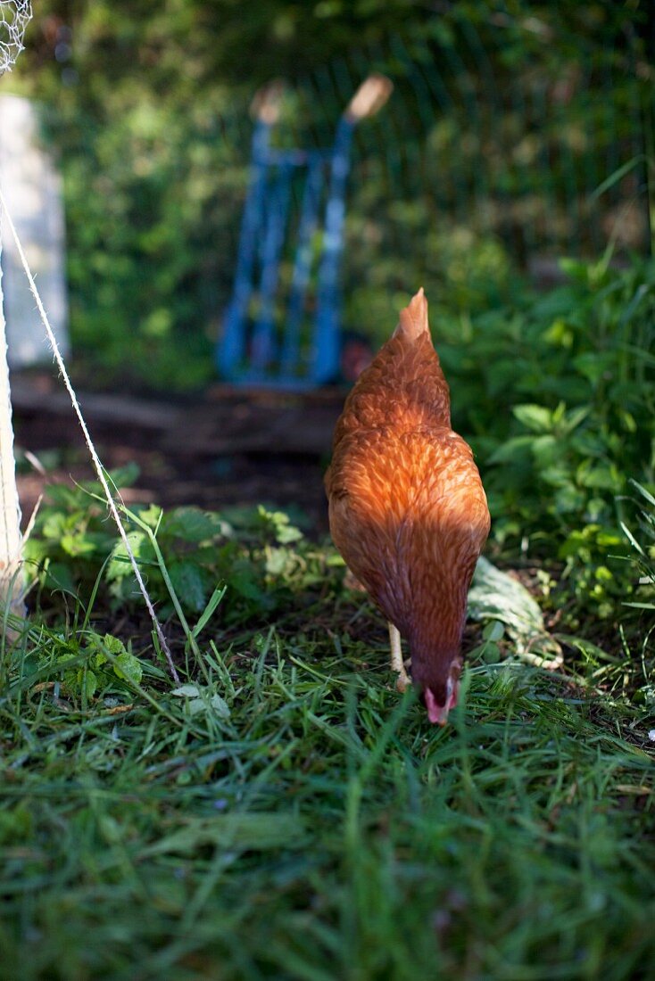 A chicken in a garden