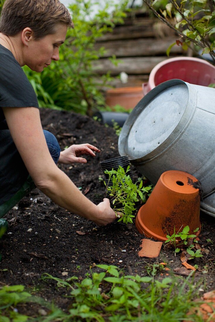 A woman planting tomatoes