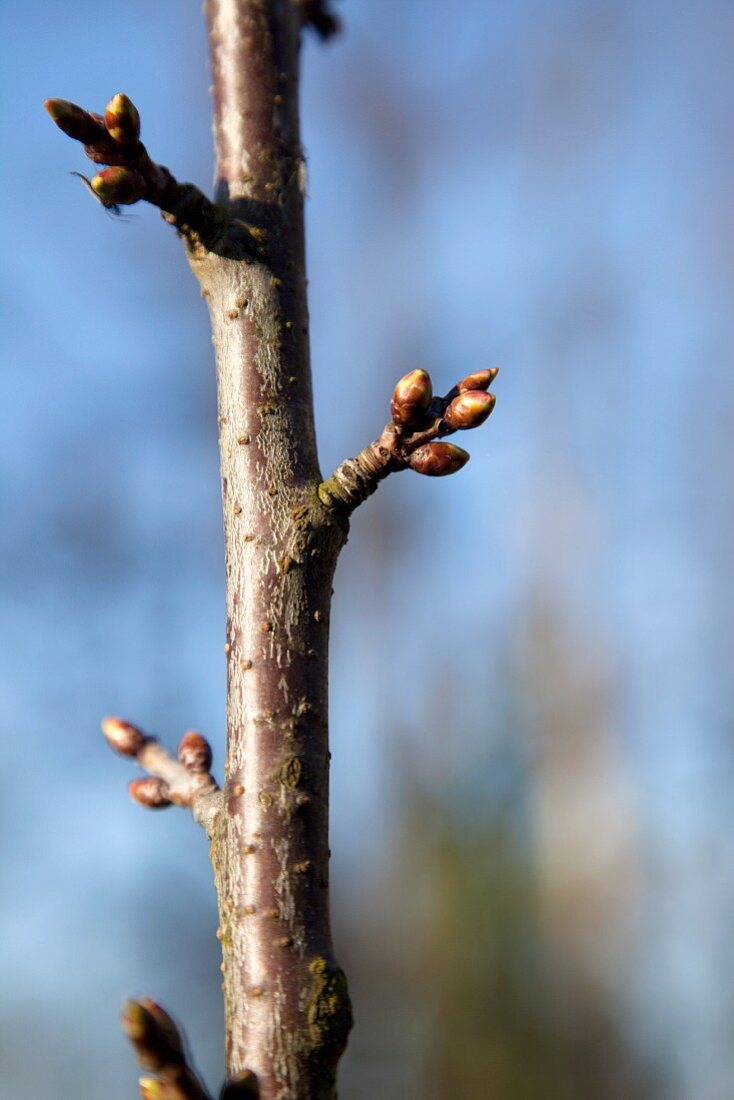 Buds on a branch