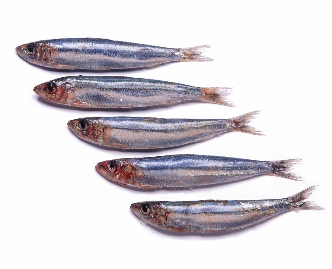 Five sardines on a white surface
