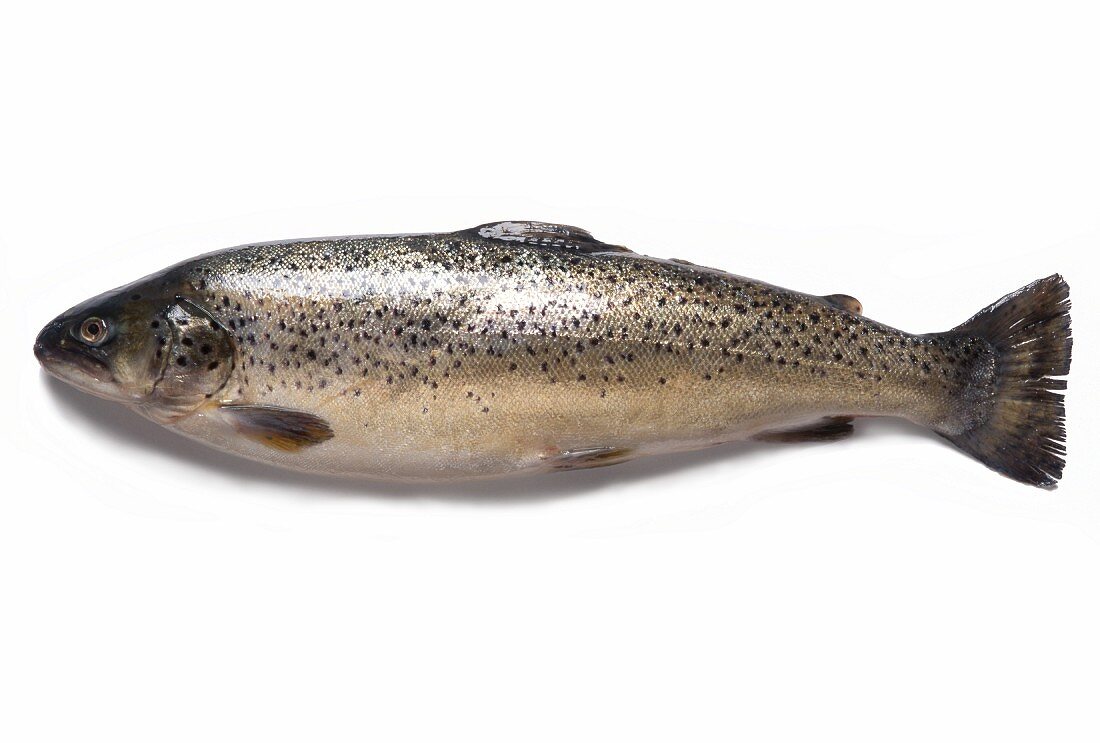 A trout against a white background