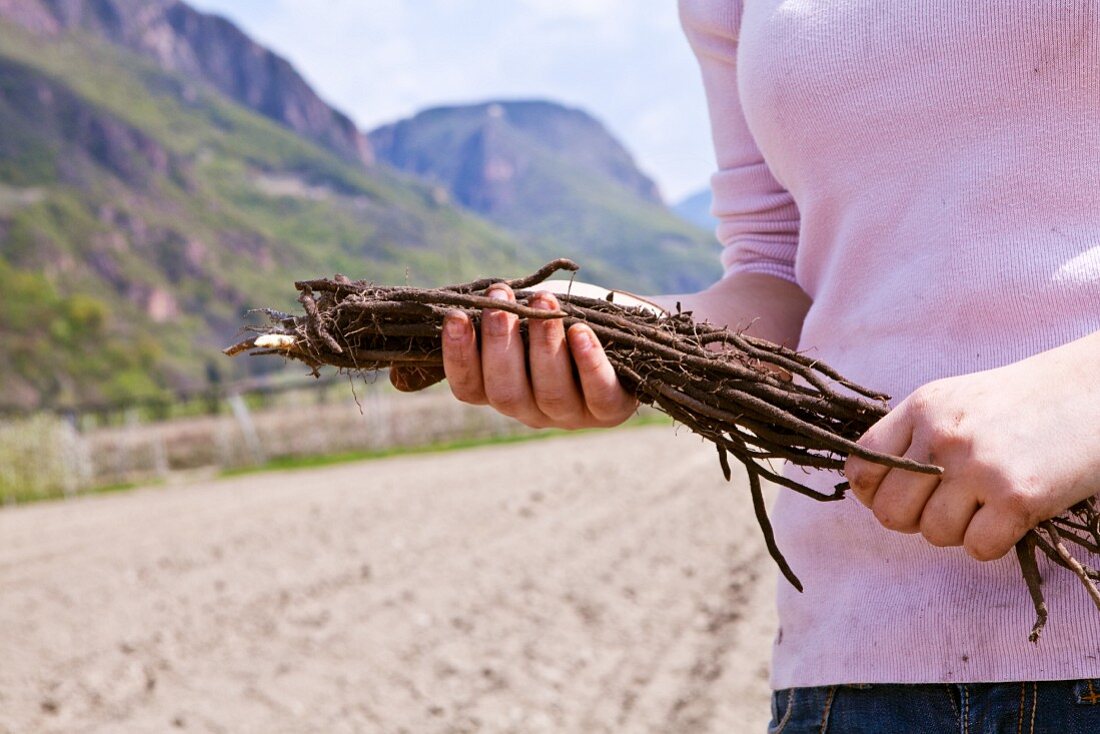 Terlan asparagus being harvested in South Tyrol