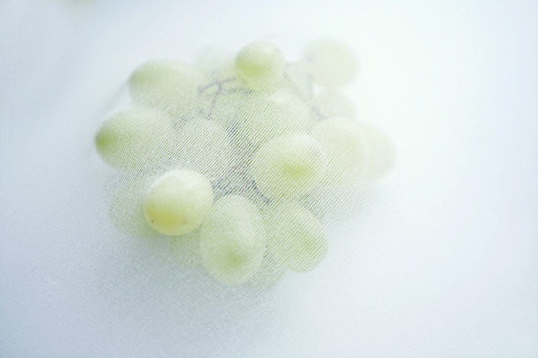 Green grapes covered with muslin