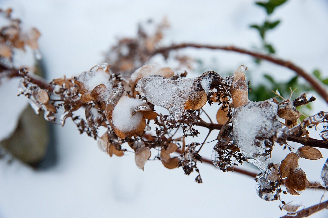 Vereiste Zweige im Winter