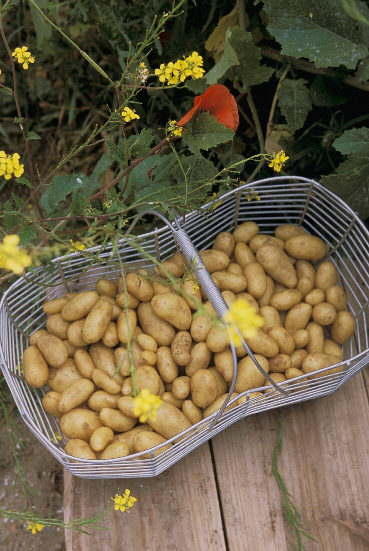 Kartoffeln im Drahtkorb