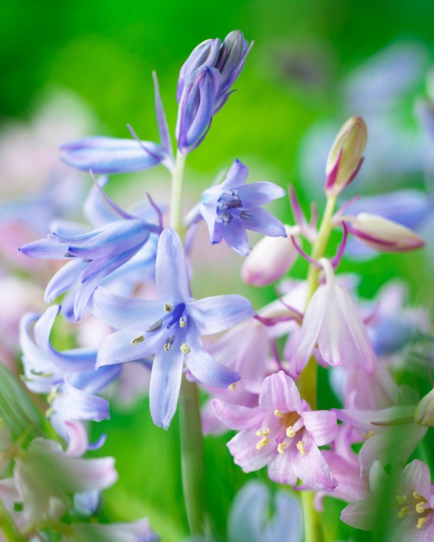 Spanish bluebells (close-up)