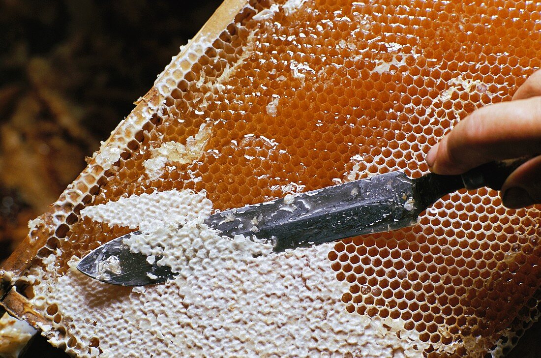 A beekeeper harvesting honey