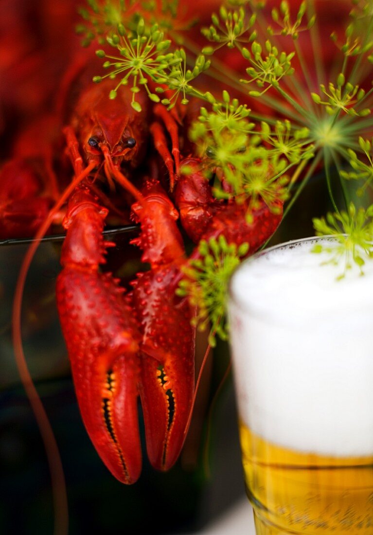 Cooked crayfish, beer and dill