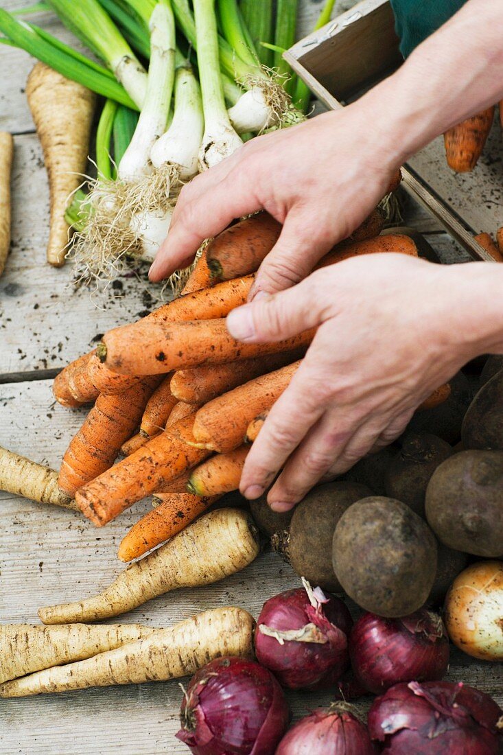 Hands sorting fresh organic vegetables