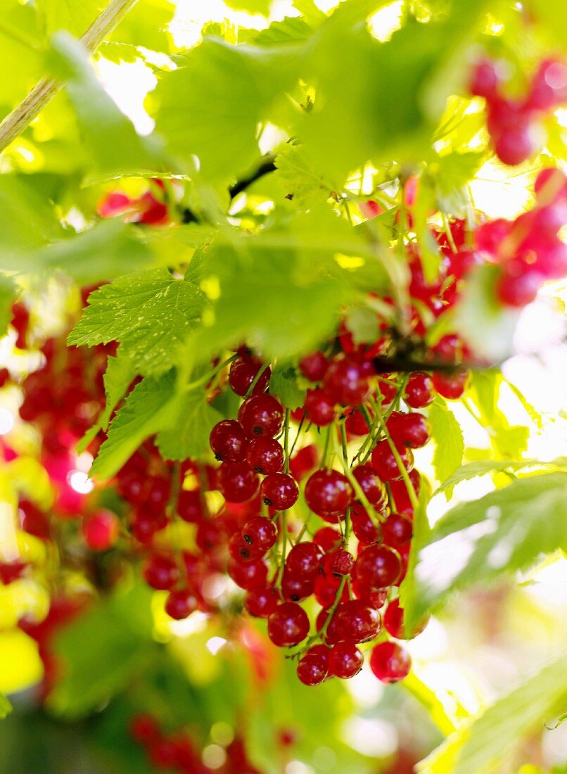 Rote Johannisbeeren am Strauch