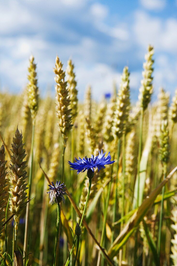Corn flowers in a wheat field