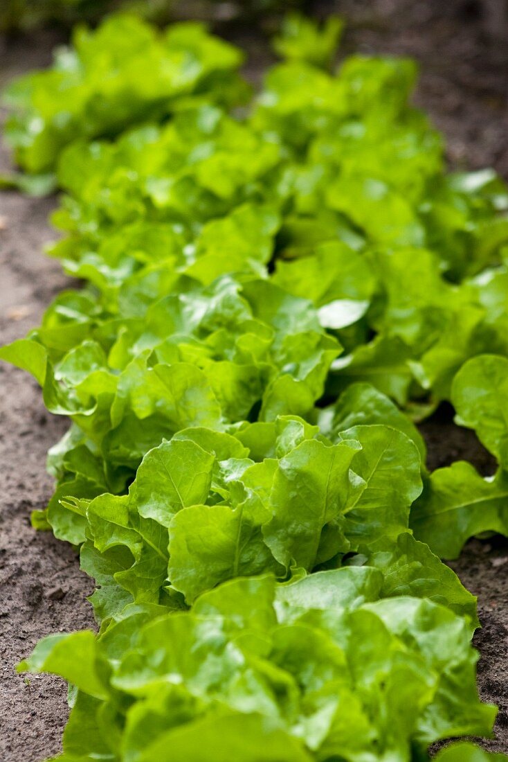 Lettuce bed