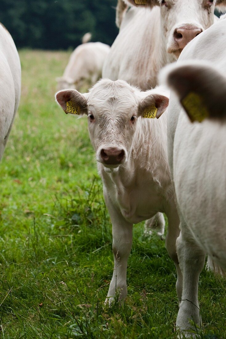 Cows and calves in a field