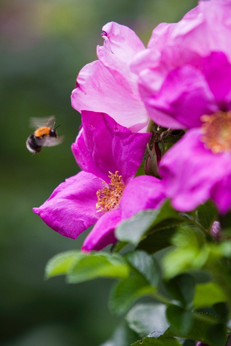 Biene fliegt zu Heckenrosen