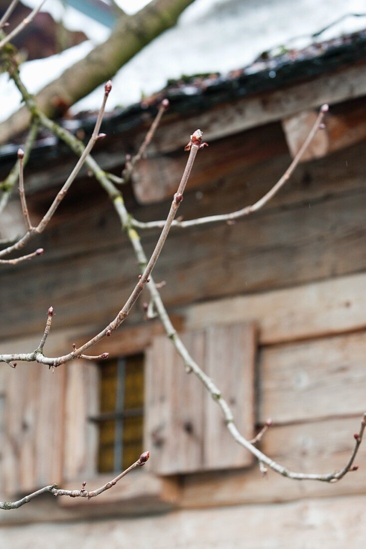 Frühlingsboten: Zweige mit Knospen vor einem alten, bäuerlichen Holzhaus