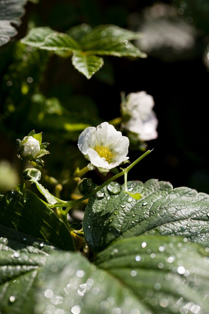 Erdbeerblüten (Close Up)