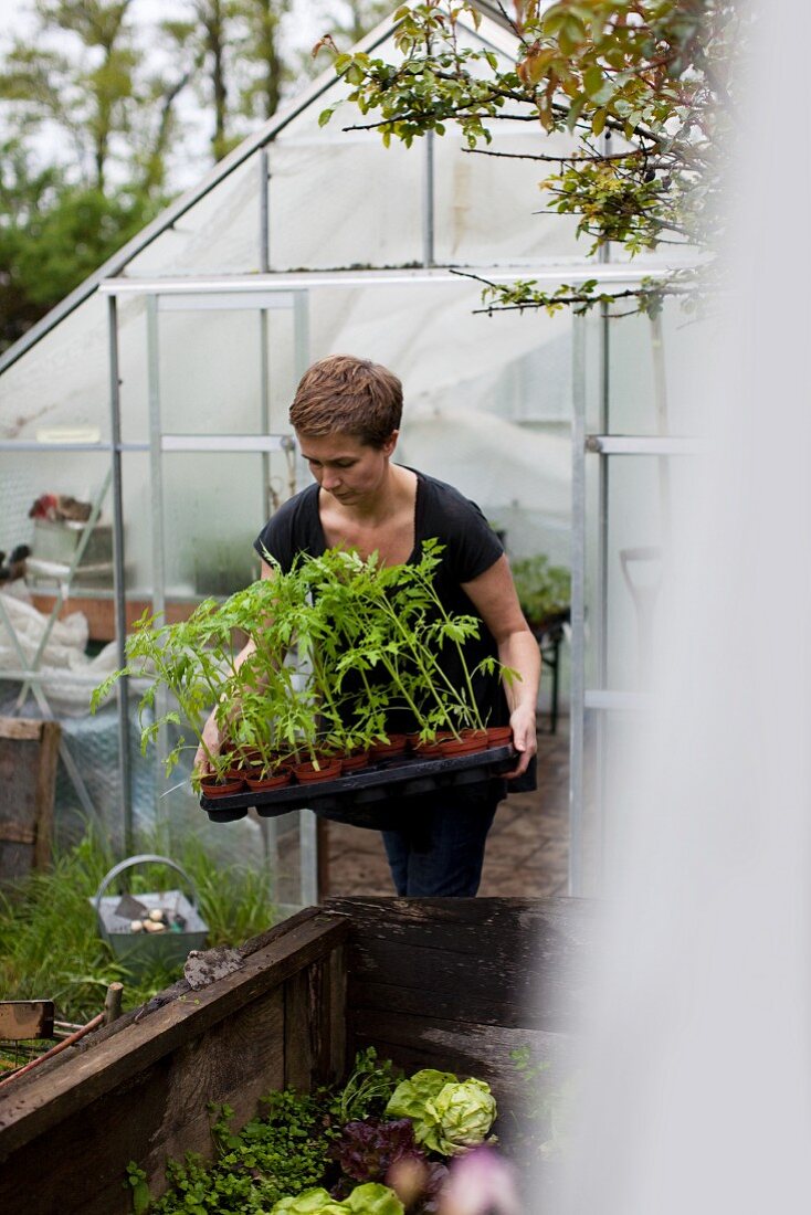 Frau trägt Tomatenpflanzen aus dem Gewächshaus