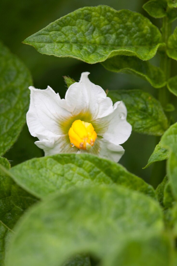 Kartoffelpflanze mit Blüte