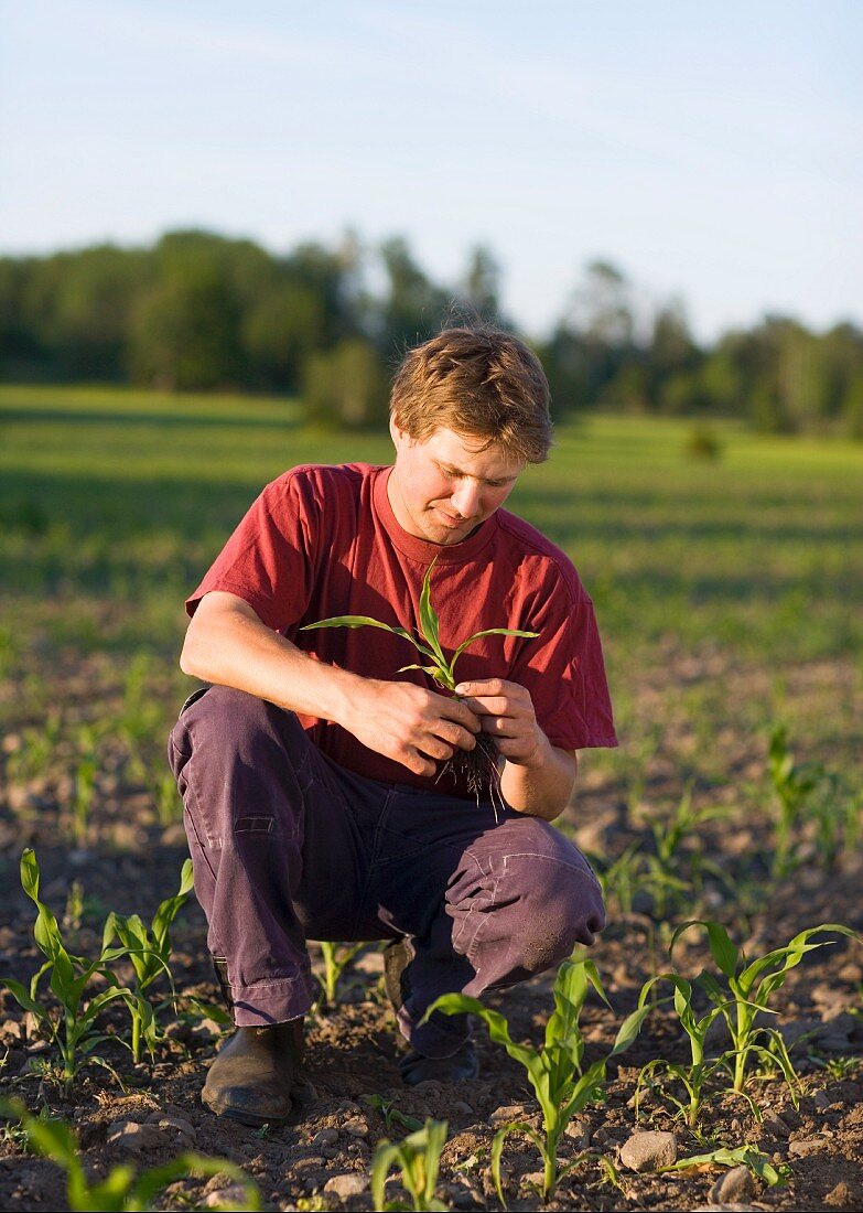 A farmer with a corn plant in a field