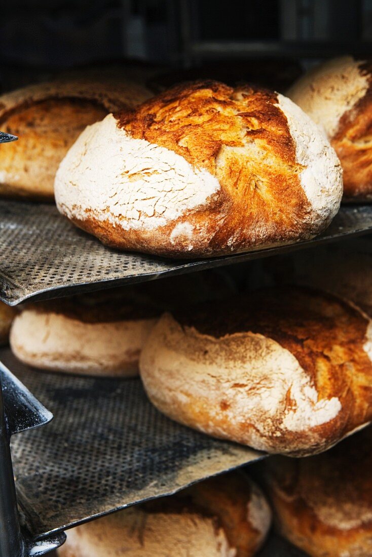 Frisch gebackene Brote in einer Bäckerei