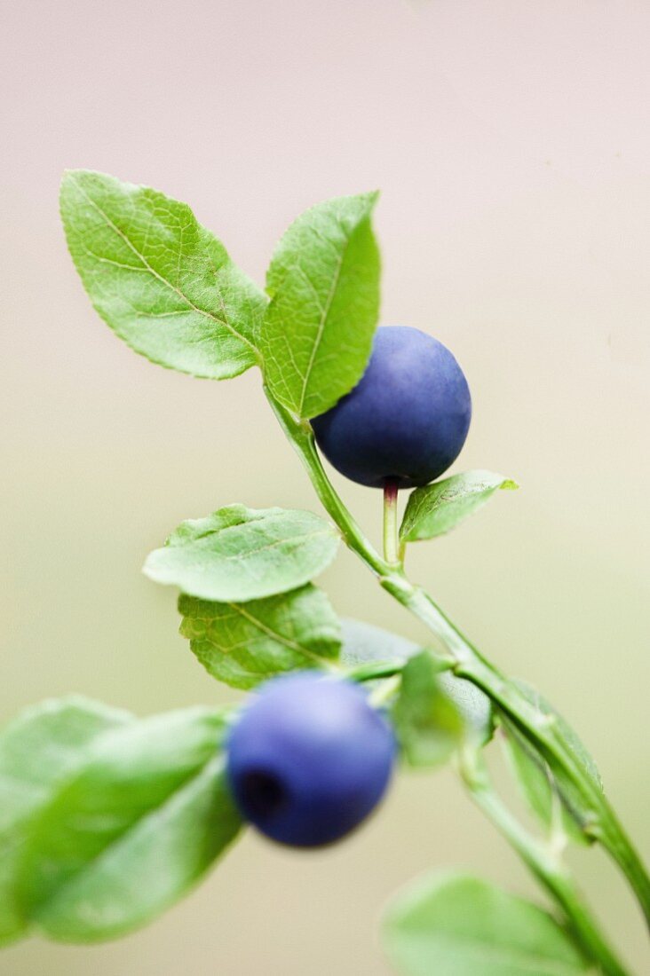 Two blueberries on a sprig