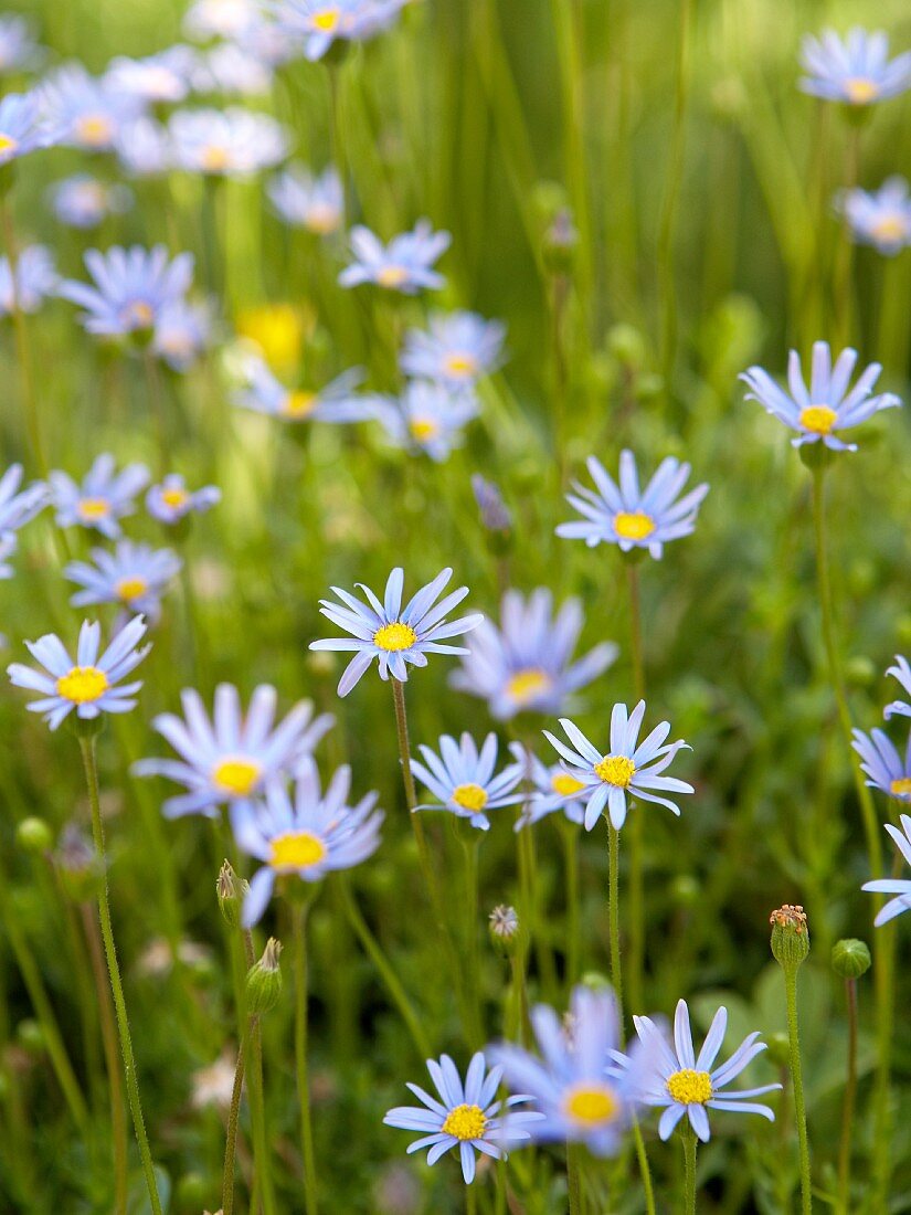 Blue wild flowers