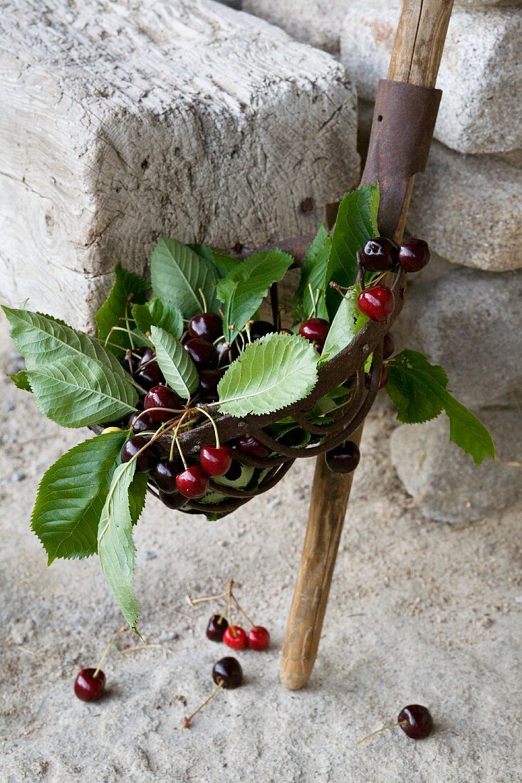 Frische Kirschen im Behälter von Obstpflücker